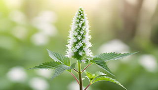 ʹM(jn)3DȫϢg(sh)F(xin)BlackKoh