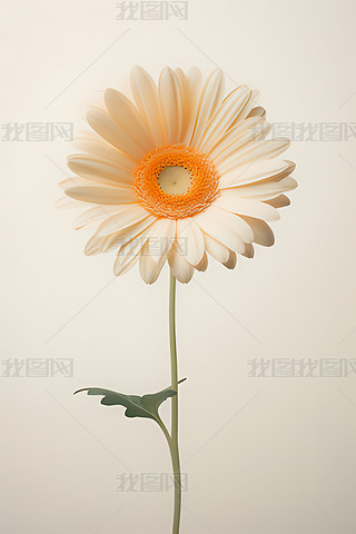 ޾չݲĔz