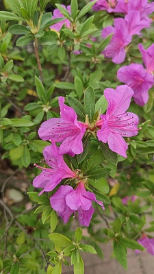 ļ