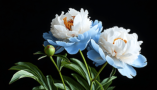 ڱаɫ{ɫĵ(yu)Ԋ箋