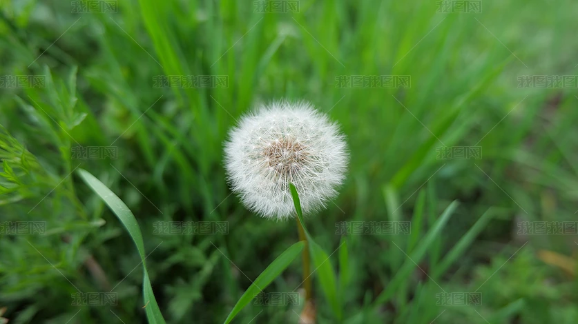 zӰD