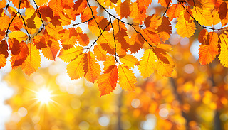 ůĽɫ(yng)͸^(gu)C(j)~cףȻ