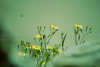 @ԊеĽɫС