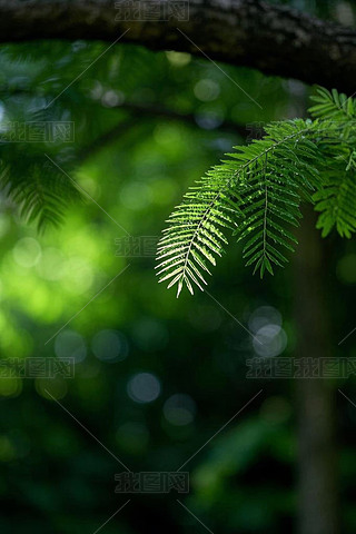 GɫĘ֦DƬ