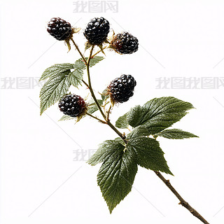 ڴݮֲ،