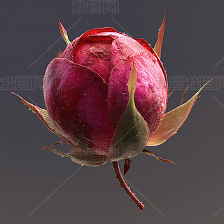 õ