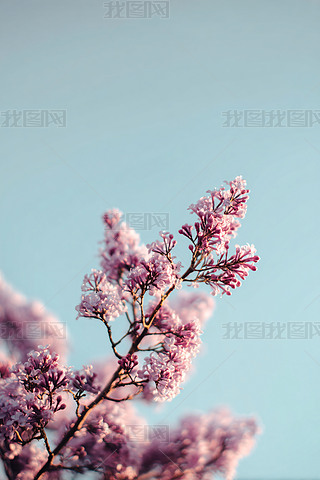 `ŵĵɫ֦