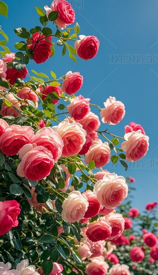 {(ln)ɫһïʢõ廨zӰD