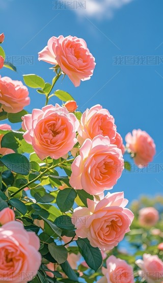 {(ln)ɫһïʢõ廨zӰD