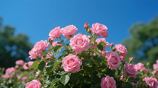 ķɫõ廨ʢ_@Ȼ