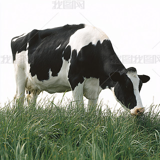Բݵĺڰ׻ţ