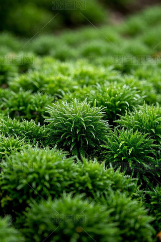 һȺLҰϵľGɫ̦\DƬ