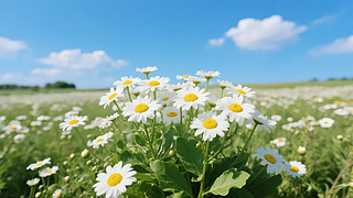 ֹ(ji)rջ{(ln)ȻL(fng)