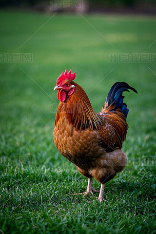 һֻuվڵϵĲ݅DƬ