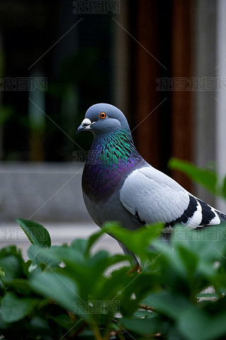 һֻڹľеĵϸDƬ