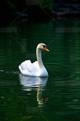 һֻZھGˮ̶΄ӸDƬ