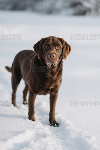 һֻɫĹվѩ￴R^DƬ