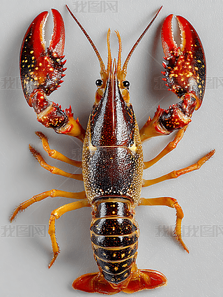 tɫrrԪز