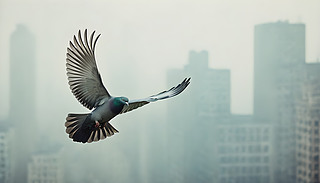 FɵĳHһֻӃ(yu)ŵػ^