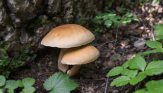 ļɭֈ[[ľGɫֲһNɫ