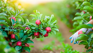 ꖹĵO@l(xing)屳L(zhng)M˶֭