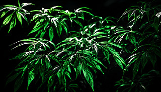 ꖹ(f)s~ӽY(ji)(gu)