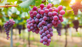 ꖹĵ،R^Mĳу(yu)ŵ