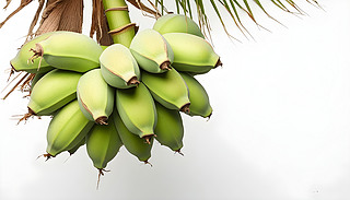 һشδľGɫ㽶ҒؙĘ֦ϴ