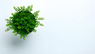 һ(g)MľGɫֲһ(g)ɫĻ茦(du)