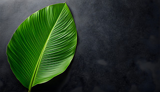 (yu)ŵĺɫ|(zh)гď(f)ƿg