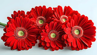 ԭʼɫмtɫ޾յă(yu)ž`