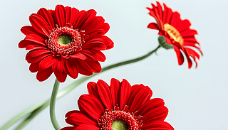 ԭʼɫмtɫ޾յă(yu)c