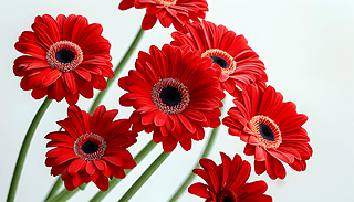 tɫ޾ڰɫչF(xin)Ȼˇg(sh)