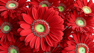 tɫ޾ڰɫչF(xin)Ļc