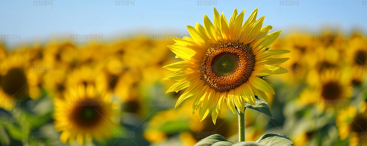 zӰ