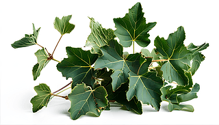 ׵ט(gu)DչF(xin)ӵȻΑB(ti)