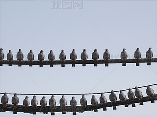 늾ϵȺ