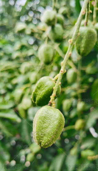 ļʳSƤ