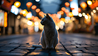 r(sh)̘I(y)ֵ·İ؈Ӱ