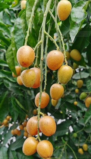 ļʳSƤ