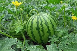 gLăɂ