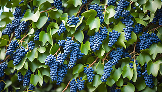 ЙC(j){(ln)ɫc[[ٽһ