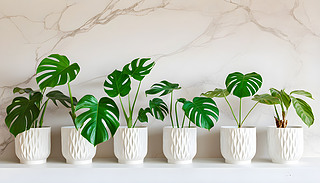 [[Monsteraֲ~ӳM[