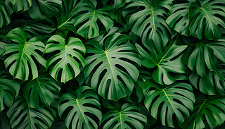 [[Monstera~ӳMğᎧ