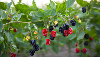 [[ĺݮҒڴȻēеļ(x)L(zhng)(sh)֦