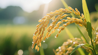 ﹝(ji)ˮSr(nng)I(y)ZʳȫD