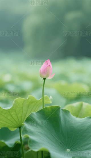 Ъŵķۺɻ