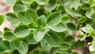 ڳMI(lng)оGɫֲﱻģ~Ӱ