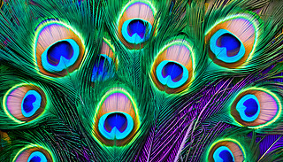 ʺɫȸëʬF(xin)M{(ln)ɫGɫɫɫ