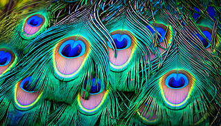 (f)sͳMĿȸë@ʾS{(ln)ɫGɫ